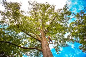 Best Stump Grinding and Removal  in Meiners Oaks, CA