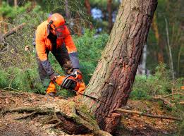 Best Hazardous Tree Removal  in Meiners Oaks, CA