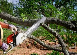 Best Tree Removal Service  in Meiners Oaks, CA