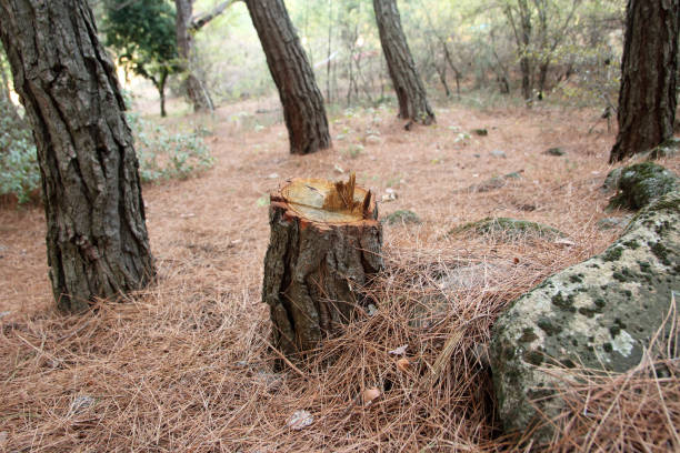 Best Leaf Removal  in Meiners Oaks, CA