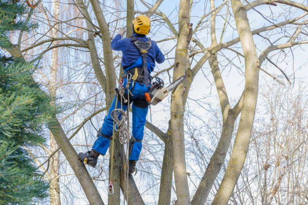 Best Emergency Tree Removal  in Meiners Oaks, CA