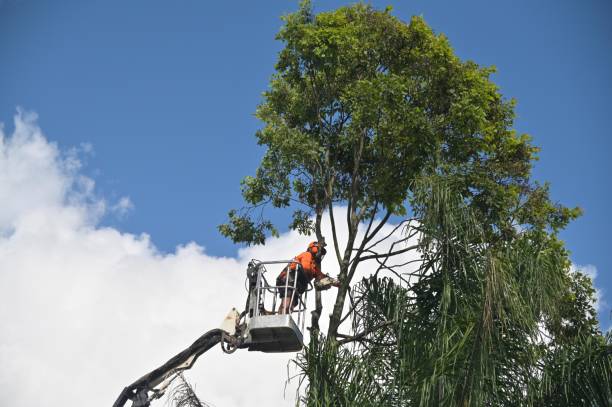 How Our Tree Care Process Works  in  Meiners Oaks, CA