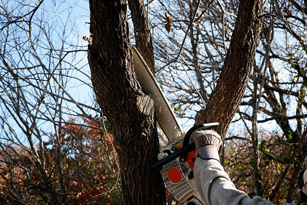 Trusted Meiners Oaks, CA Tree Services Experts