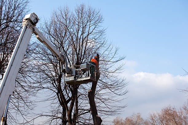 Seasonal Cleanup in Meiners Oaks, CA